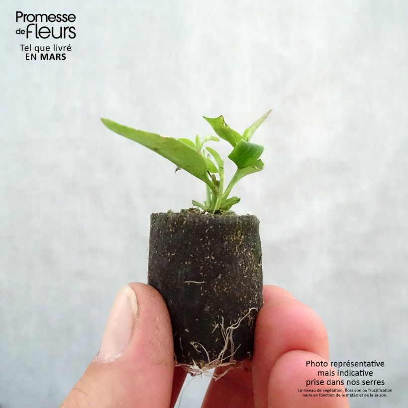 Spécimen de Muflier Fruit Salad Up Purple Mini-motte Ø 3/4 cm tel que livré au printemps