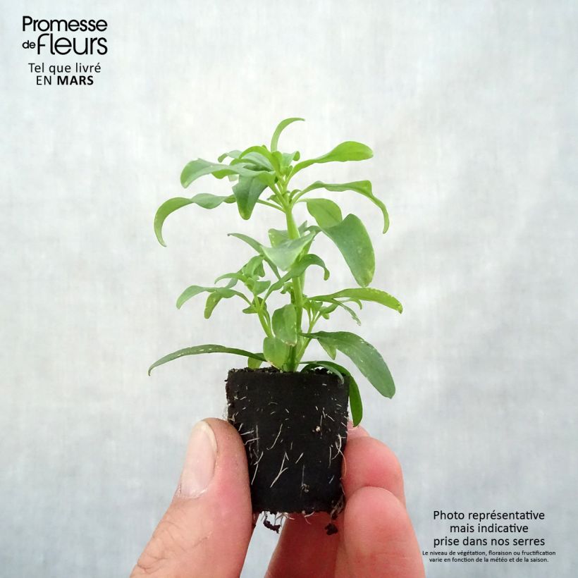 Spécimen de Muflier Fruit Salad Up Yellow Mini-motte Ø 3/4 cm tel que livré au printemps