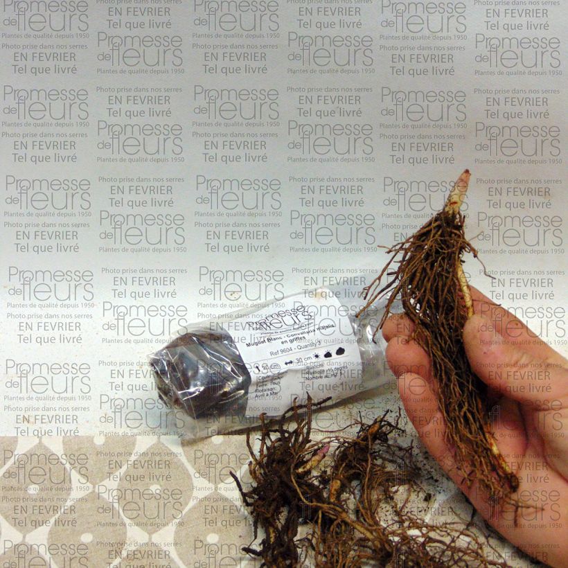 Example of Muguet Blanc - Convallaria majalis Bulbe, Calibre I, de taille à fleurir as you get