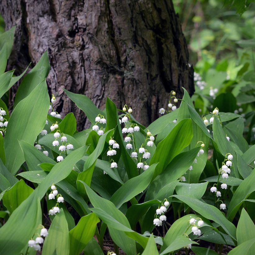 Muguet Blanc - Convallaria majalis (Plant habit)