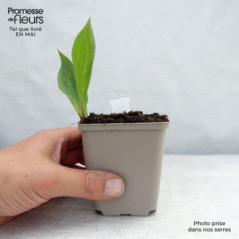 Example of Muguet Blanc - Convallaria majalis Godet de 8/9 cm as you get in printemps