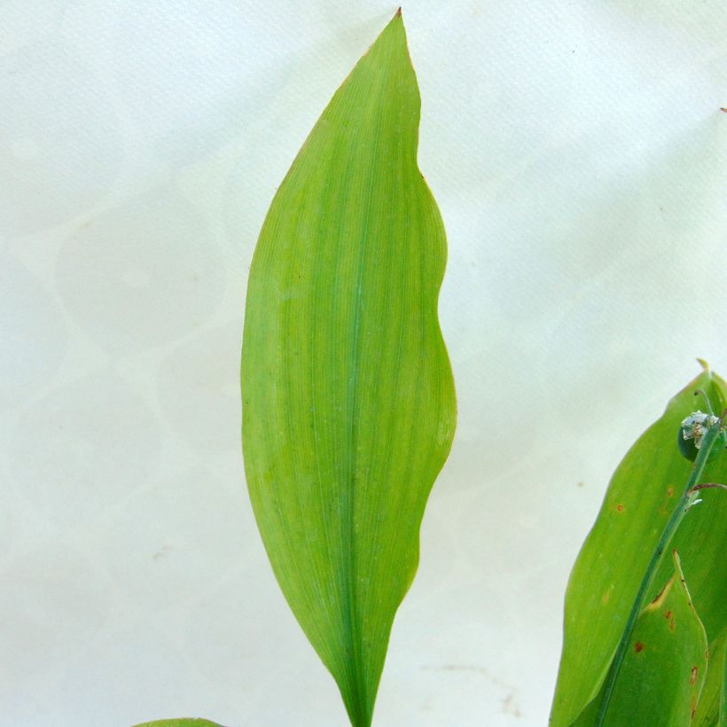 Muguet Rose - Convallaria majalis Rosea (Foliage)