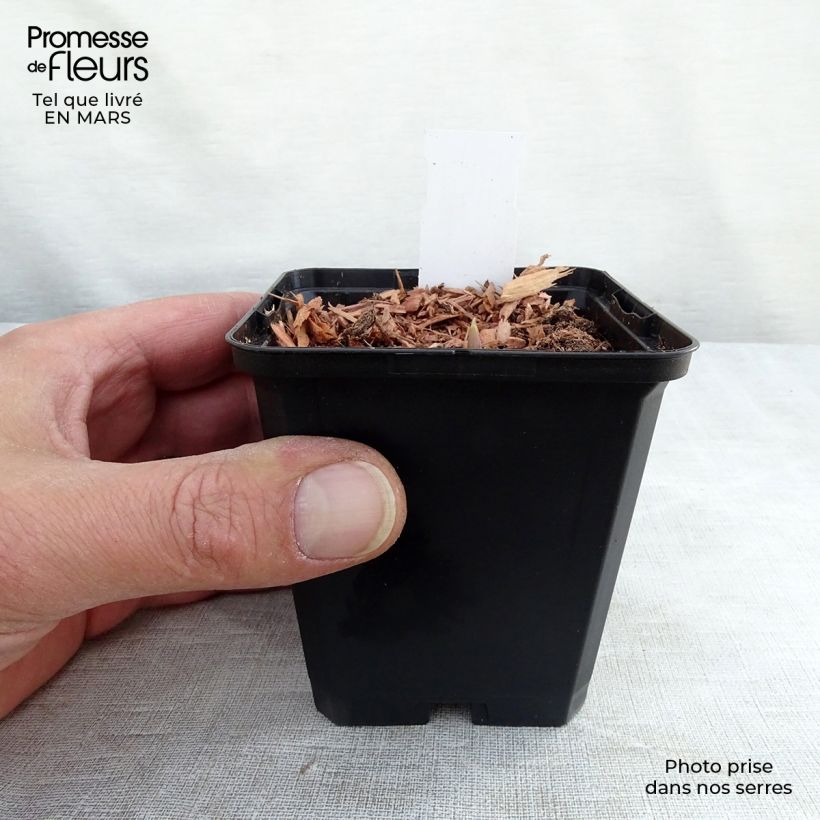 Example of Muguet Rose - Convallaria majalis Rosea Godet de 8/9 cm as you get in printemps