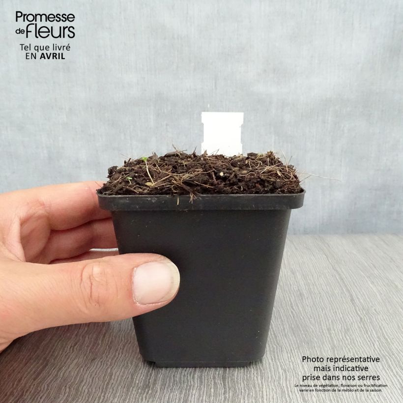 Example of Muguet double - Convallaria majalis Prolificans Godet de 8/9 cm as you get in printemps