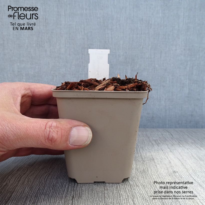 Example of Muguet panaché - Convallaria majalis Hardwick Hall Godet de 8/9 cm as you get in printemps