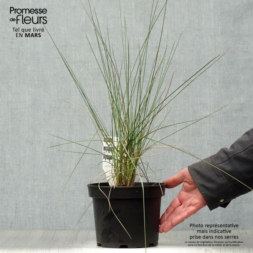Example of Muhlenbergia capillaris Pot de 2L/3L as you get in printemps