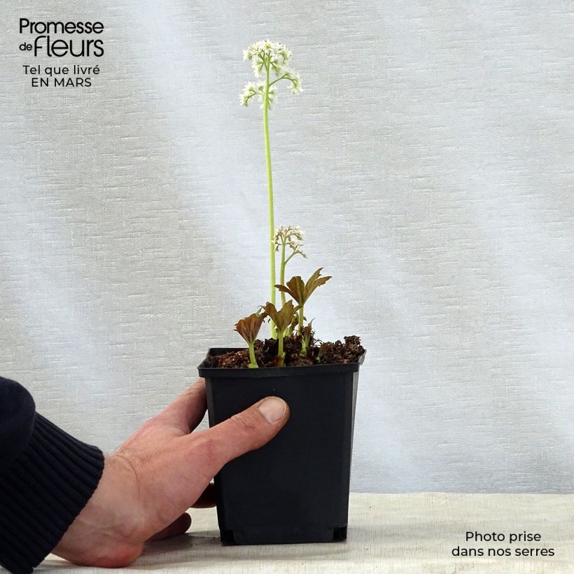 Spécimen de Mukdenia rossii Godet de 8/9 cm tel que livré au printemps