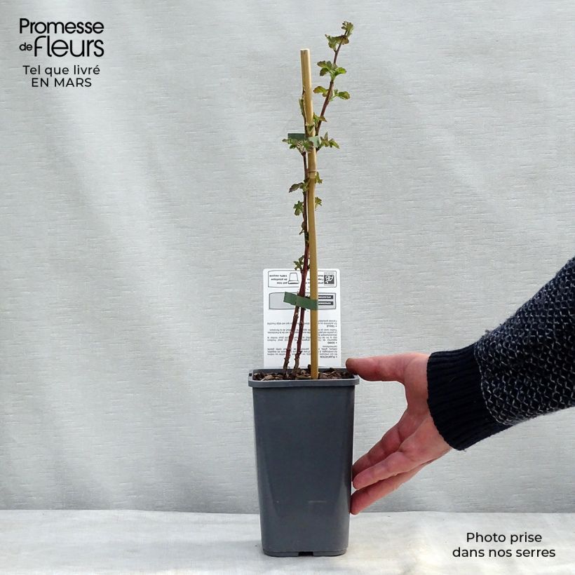 Example of Mûre Buckingham Tayberry Bio  Pot de 1,5L/2L as you get in printemps