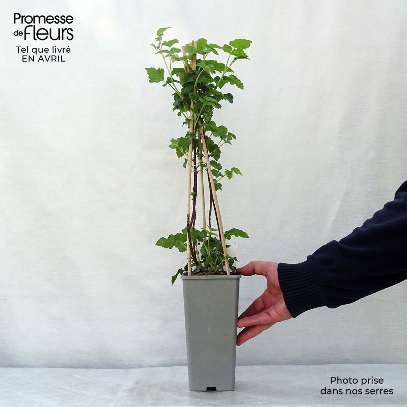 Spécimen de Mûre Buckingham Tayberry - Rubus Tayberry  Pot de 1,5L/2L, Touffe tel que livré au printemps
