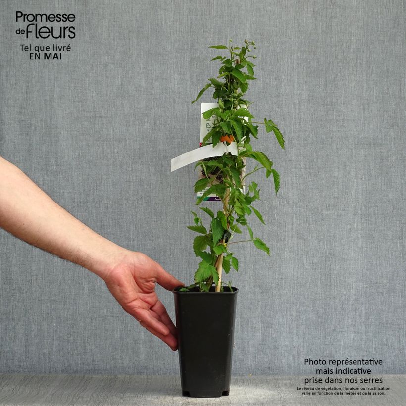 Spécimen de Mûre Direttissima Montblanc - Rubus fruticosus  Pot de 2L/3L, Touffe tel que livré au printemps