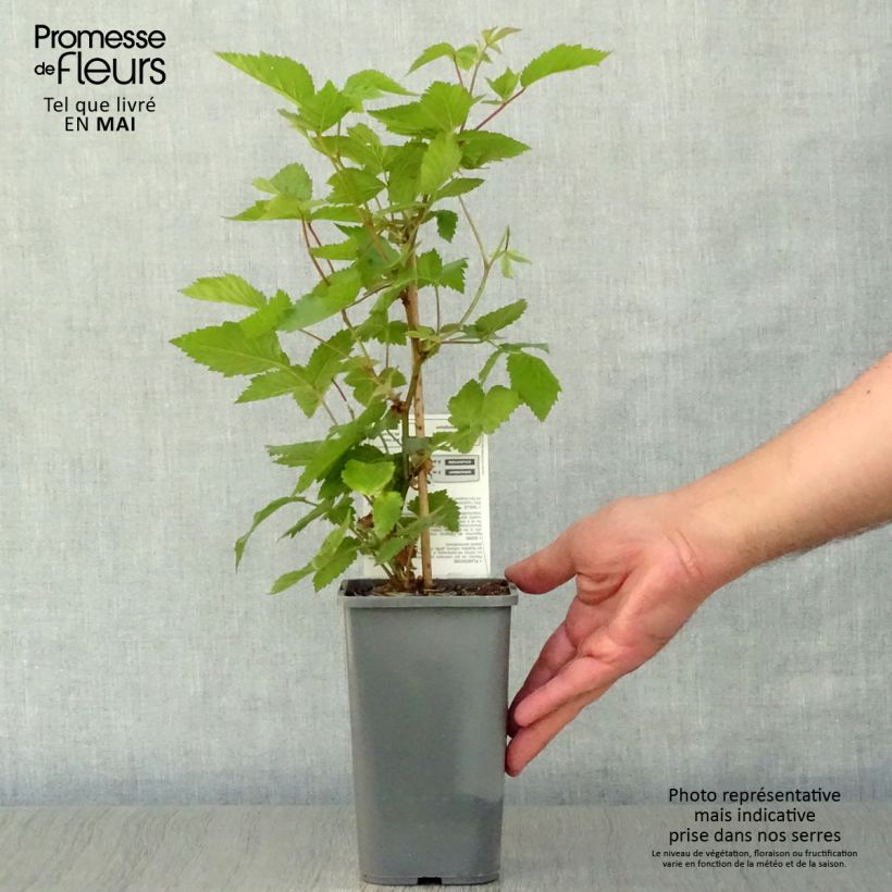 Example of Mûre Dirksen Bio Pot de 1L/1,5L as you get in printemps