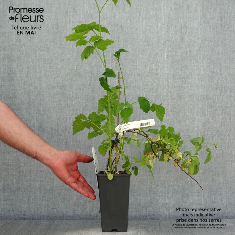 Example of Mûre Medana Tayberry - Mûre-framboise Pot de 1,5L/2L as you get in printemps