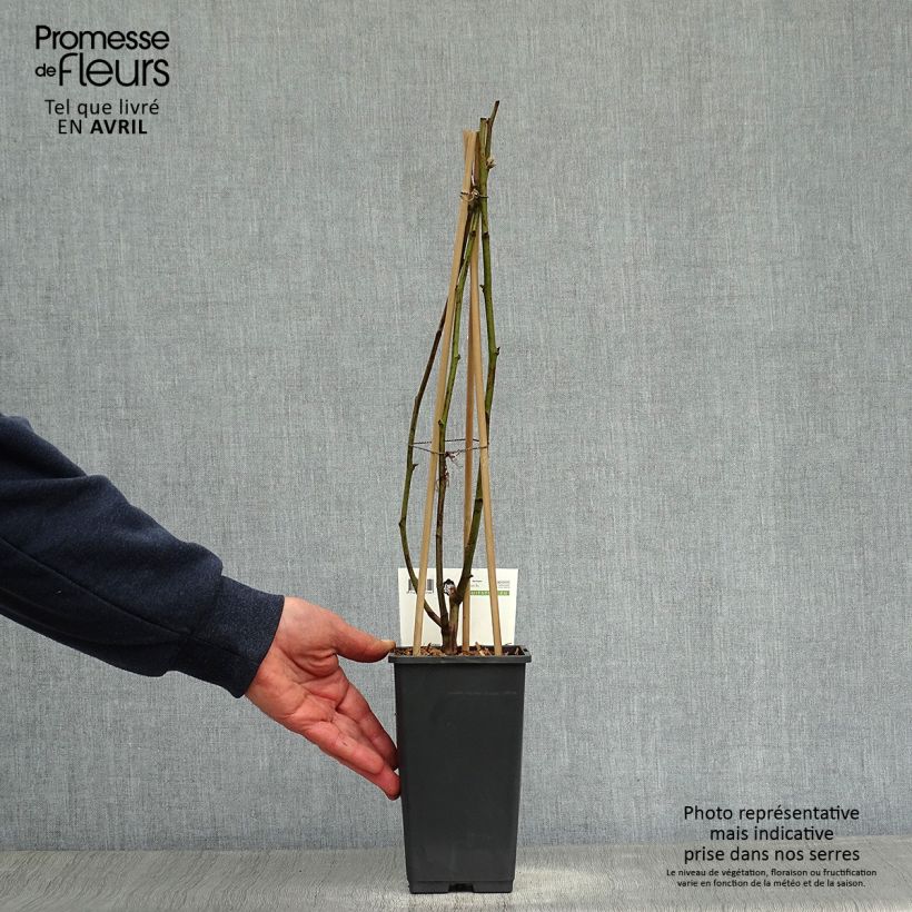 Example of Mûre remontante Reuben Pot de 1,5L/2L as you get in printemps