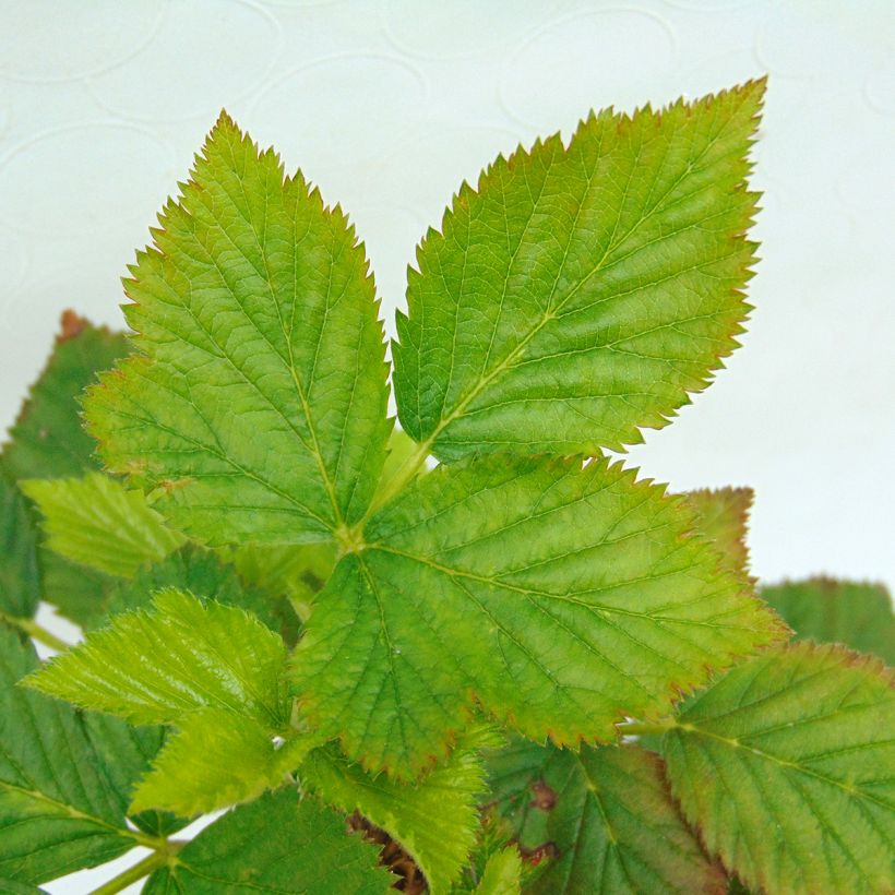 Mûre remontante Reuben (Foliage)