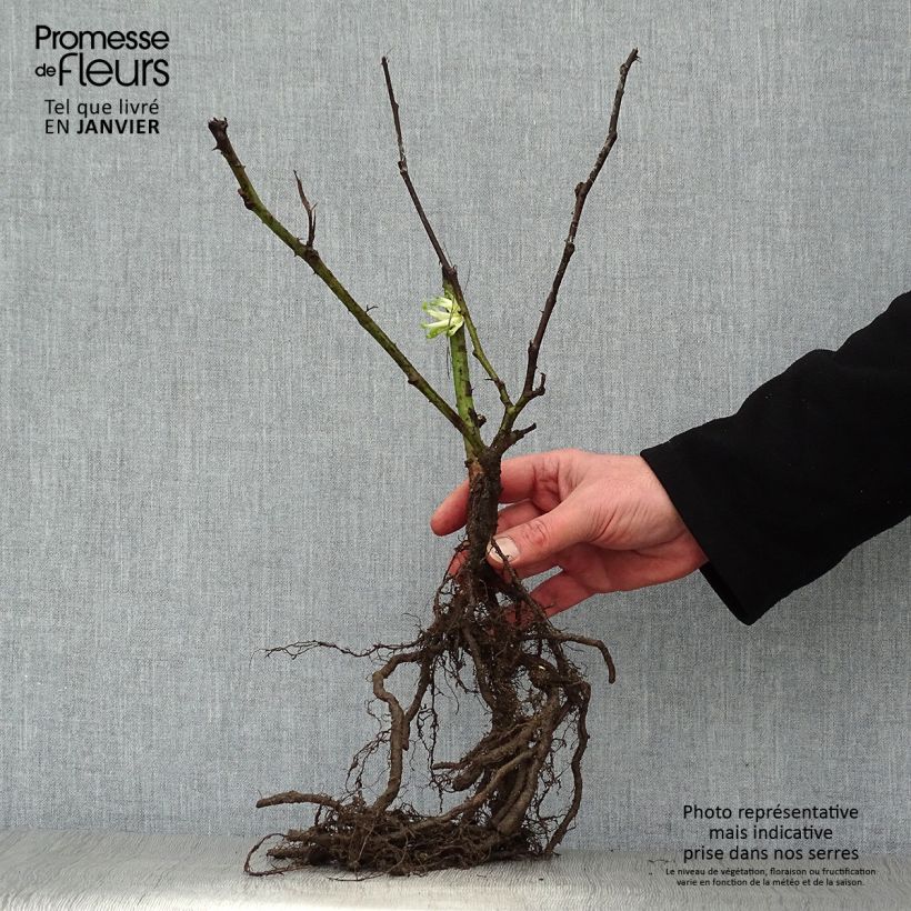 Example of Mûre remontante Reuben Racines nues as you get in hiver