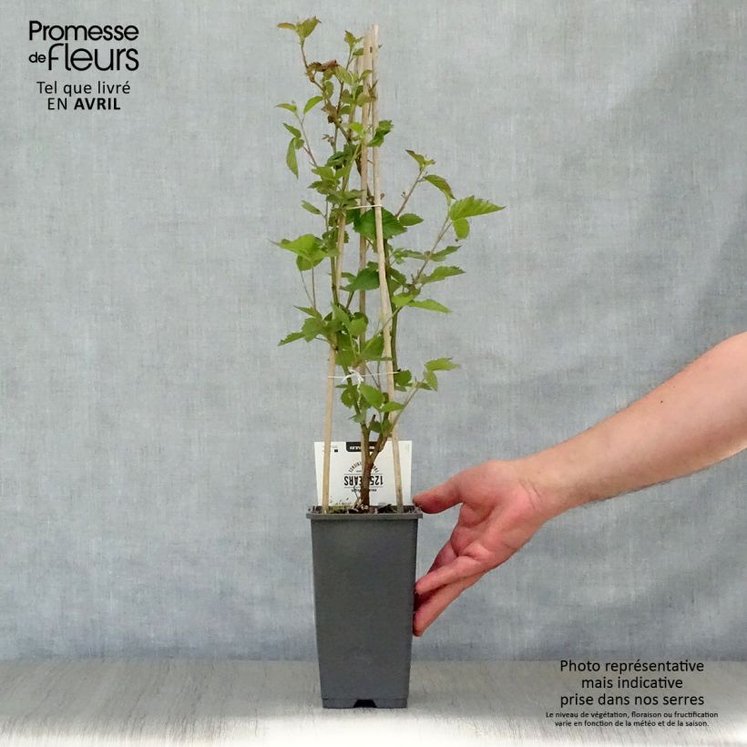 Example of Mûre sans épines Thornfree - Rubus fruticosus Pot de 1,5L/2L, Touffe as you get in printemps