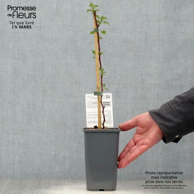 Example of Mûre des jardins Dorman Red Bio Pot de 1,5L/2L as you get in printemps