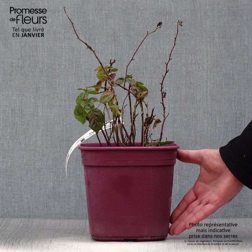 Example of Mûre naine sans épines Purple Opal - Rubus fruticosus  Pot de 4L/5L as you get in hiver