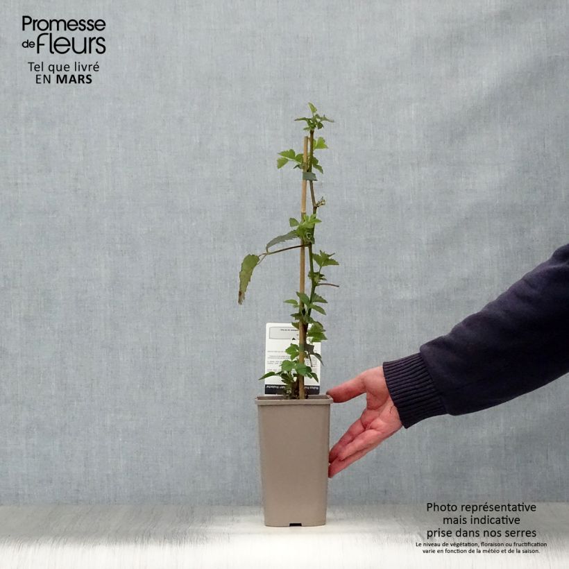 Example of Mûre sans épines Asterina Pot de 1,5L/2L as you get in printemps