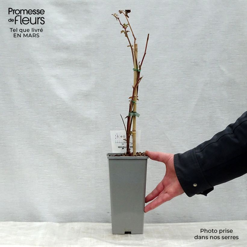 Example of Mûre sans épines Black Satin Pot de 1,5L/2L, Touffe as you get in printemps