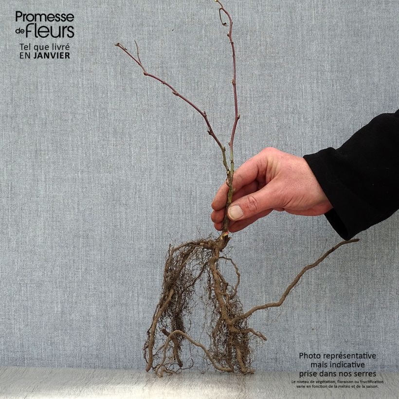 Example of Mûre sans épines Jumbo Pot de 1,5L/2L as you get in hiver