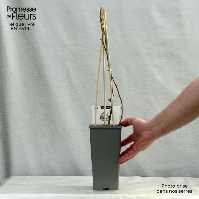 Example of Mûre sans épines Loch Ness Pot de 1,5L/2L, Touffe as you get in printemps