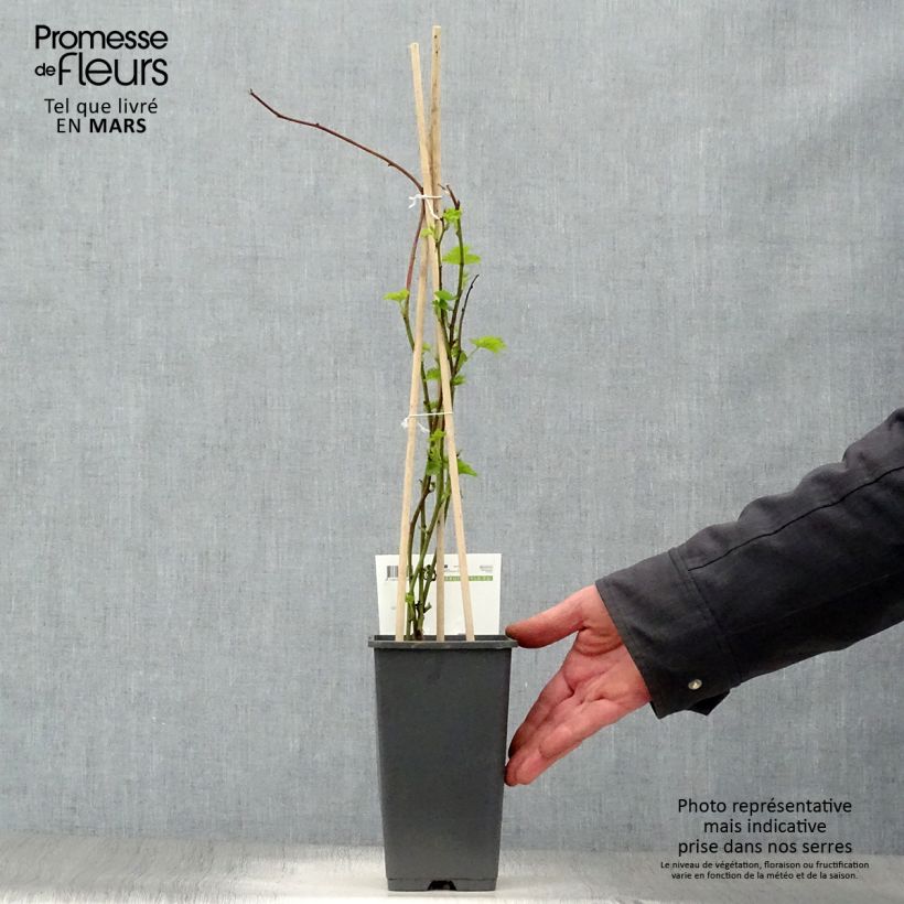 Spécimen de Mûre sans épines Loganberry - Mûre-framboise Pot de 1,5L/2L, Touffe tel que livré au printemps