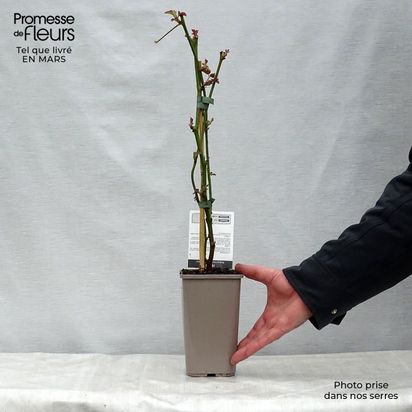 Example of Mûre sans épines Navaho Pot de 1,5L/2L, Touffe as you get in printemps