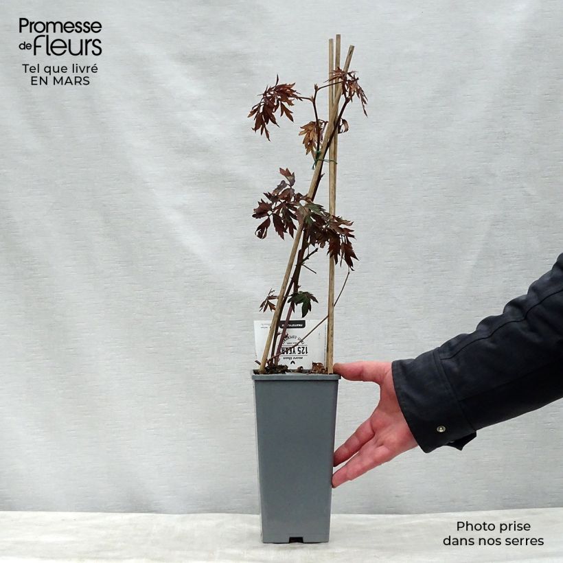 Example of Mûre sans épines Thornless Evergreen Pot de 1,5L/2L, Touffe as you get in printemps