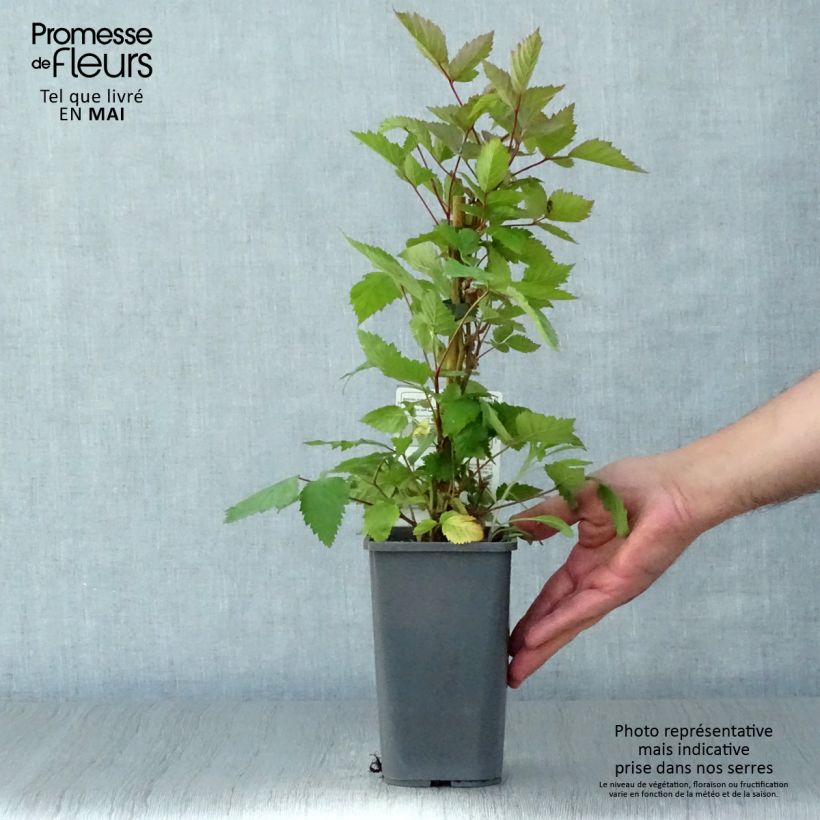 Example of Mûre sans épines Triple Crown Bio Pot de 1,5L/2L as you get in printemps