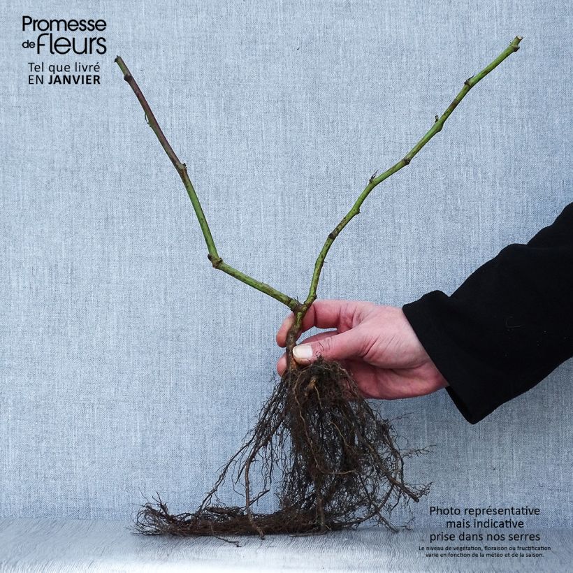 Example of Mûrier sans épines Triple Crown Racines nues as you get in hiver