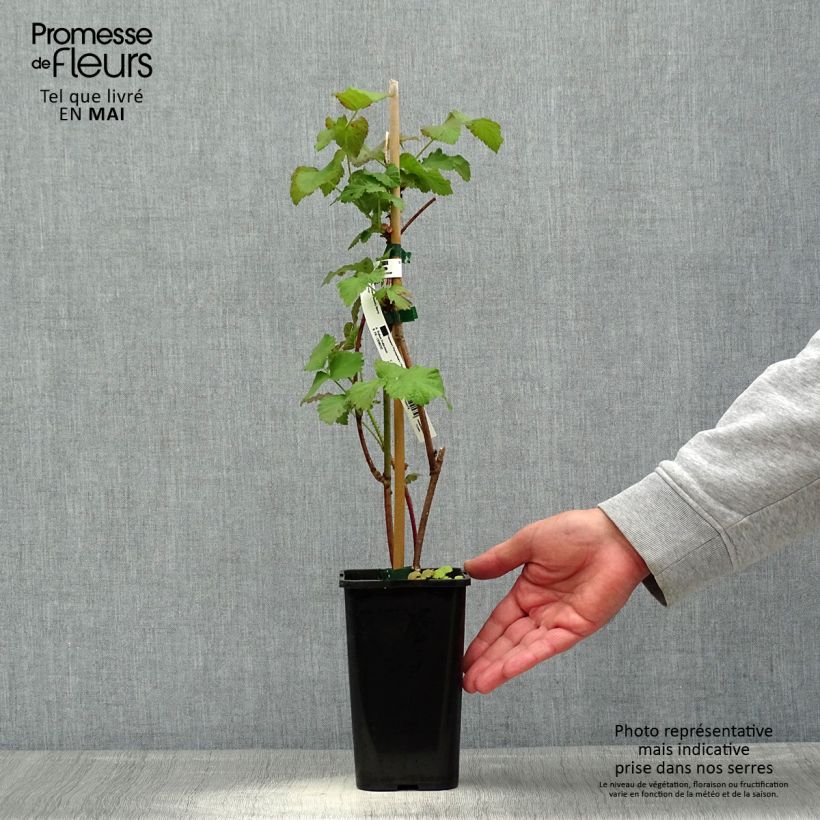 Example of Mûre tayberry Bounty Berry - Mûre-framboise Pot de 1,5L/2L as you get in printemps