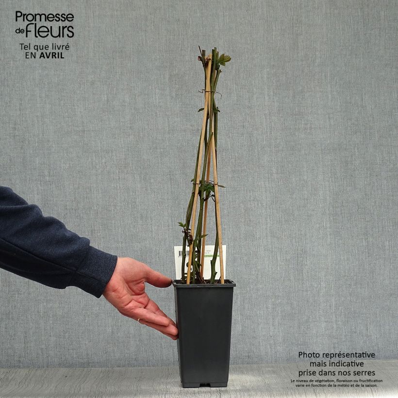 Example of Mûrier sans épines Triple Crown Pot de 1,5L/2L, Touffe as you get in printemps