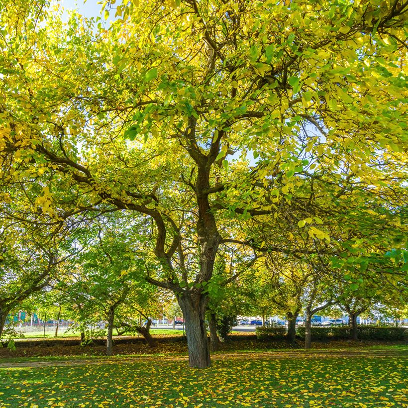 Mûrier blanc King's White - Morus alba var. laevigata (Port)