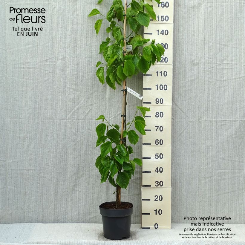 Spécimen de Mûrier blanc King's White - Morus alba var. laevigata Pot de 4L/5L tel que livré au printemps
