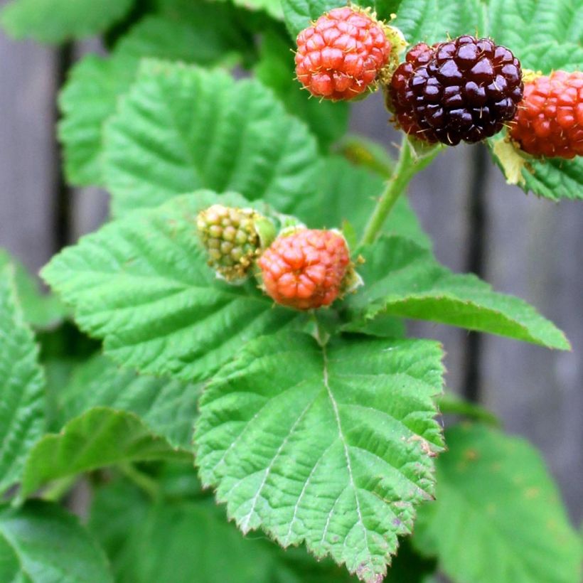 Mûrier-framboisier Boysenberry (Foliage)