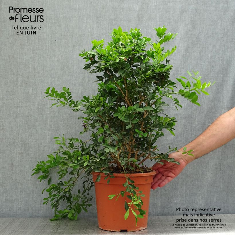 Spécimen de Murraya paniculata - Buis de Chine, Bois jasmin Pot de 3L/4L tel que livré en été