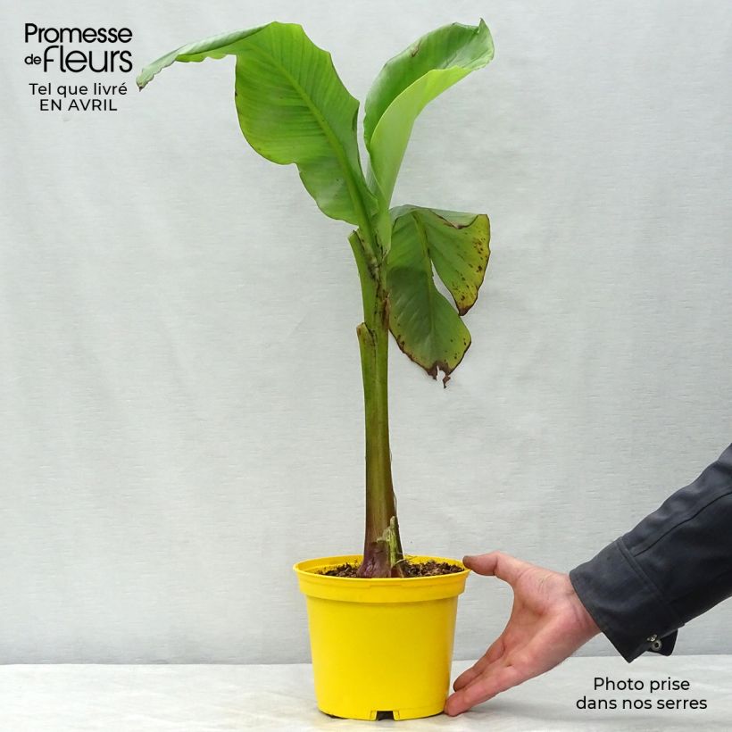 Example of Musa basjoo - Bananier du Japon Pot de 1,5L/2L as you get in printemps