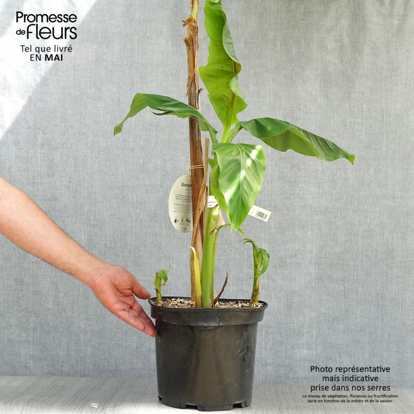 Example of Musa basjoo - Bananier du Japon Pot de 4L/5L as you get in printemps