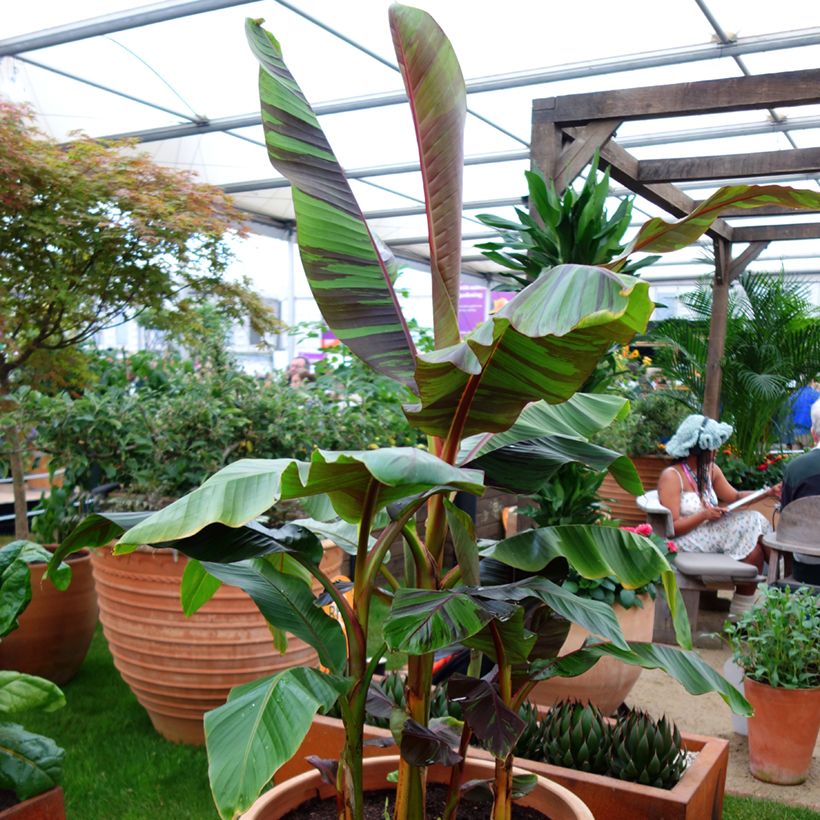 Musa sikkimensis Ever Red - Bananier du Sikkim (Plant habit)