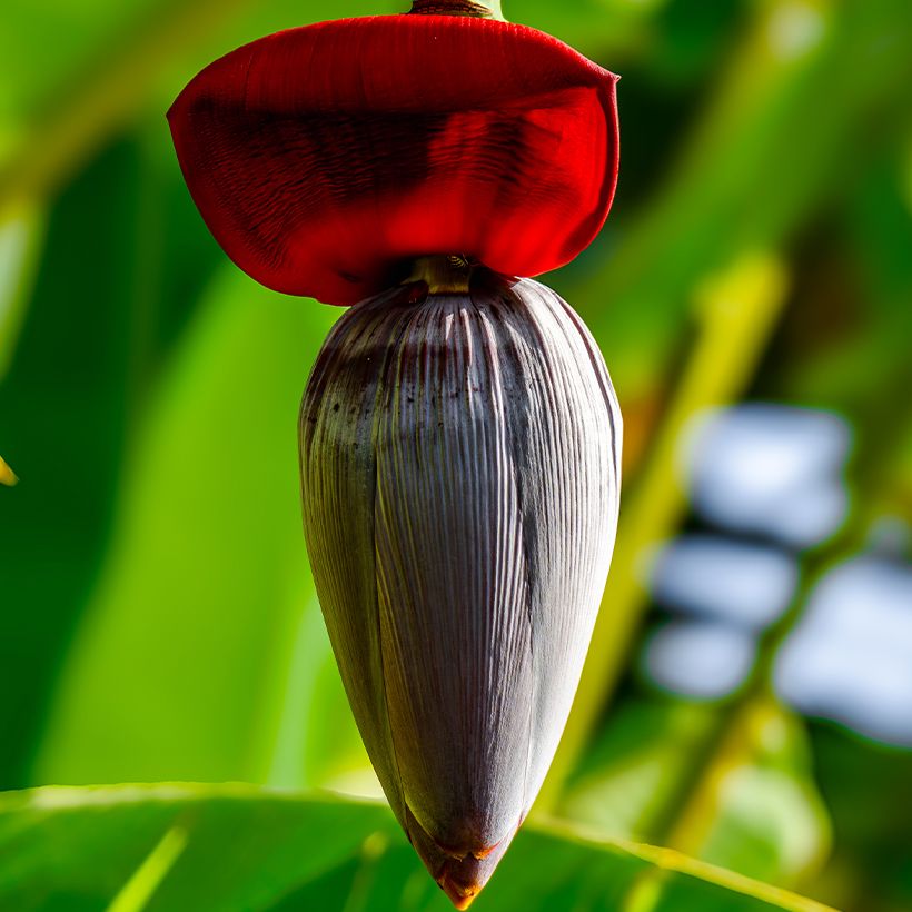 Bananier - Musa acuminata Ice Cream (Flowering)