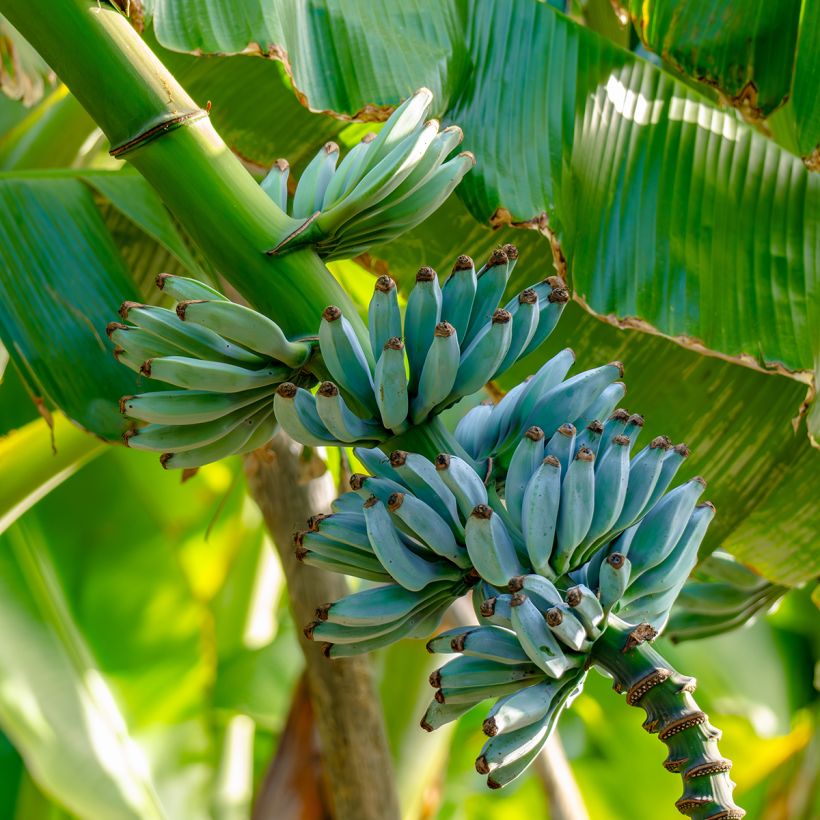 Bananier - Musa acuminata Ice Cream (Harvest)