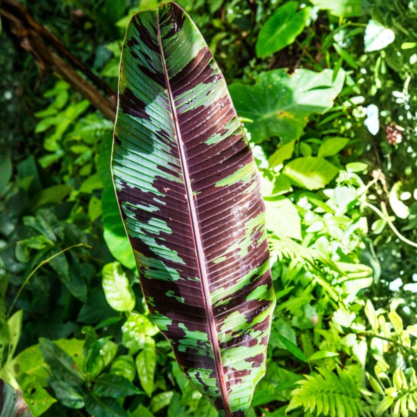 Musa acuminata Zebrina - Bananier (Feuillage)