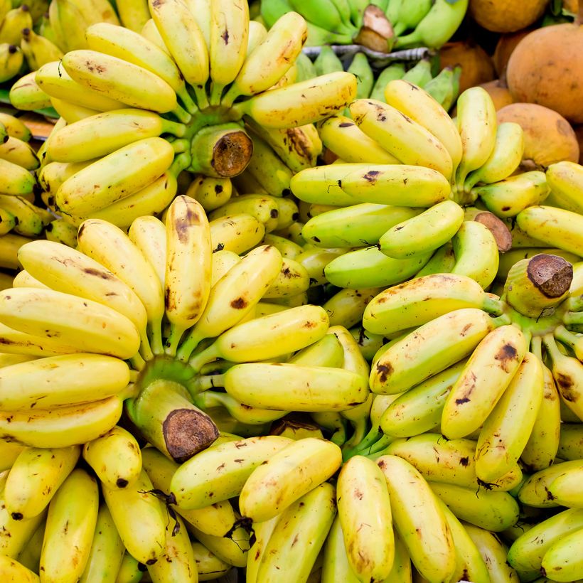 Bananier - Musa × paradisiaca Pisang Serbu (Récolte)