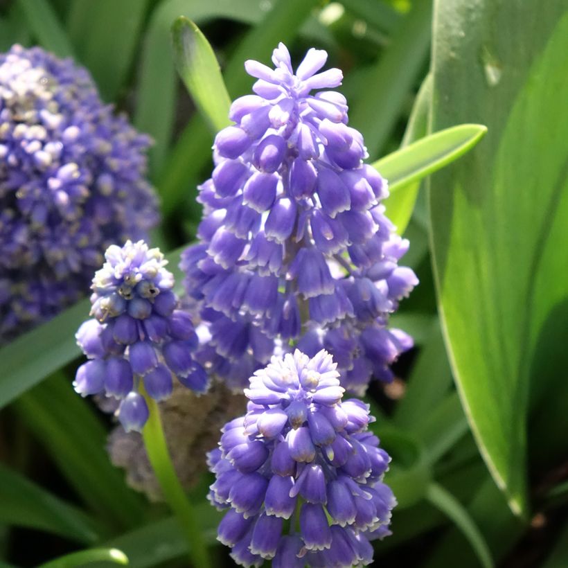 Muscari armeniacum Fantasy Creation (Floraison)