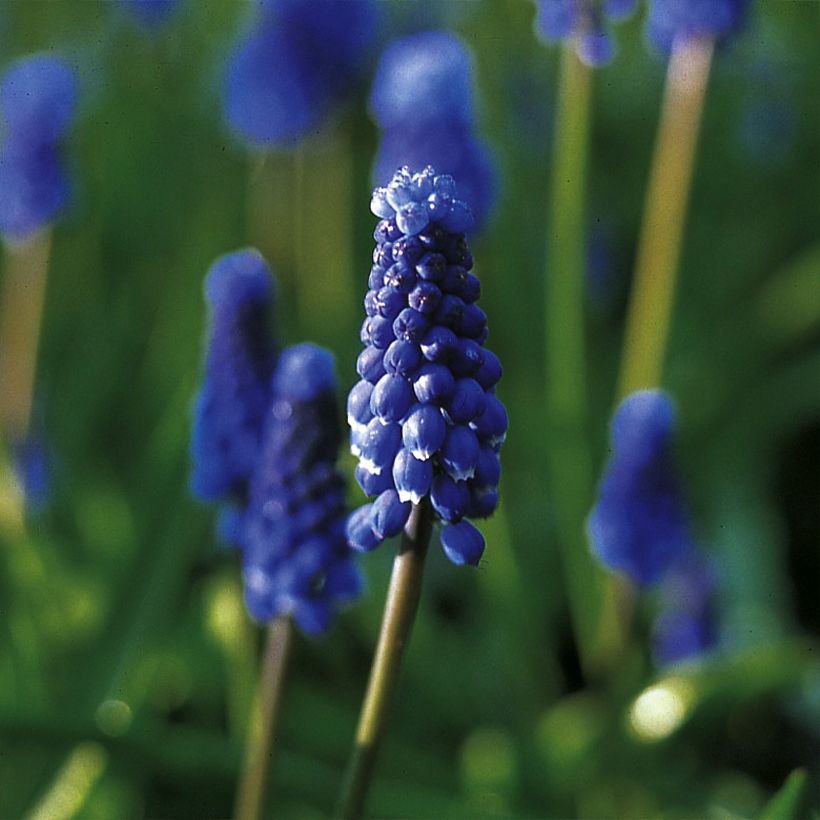 Muscari botryoides Superstar (Floraison)