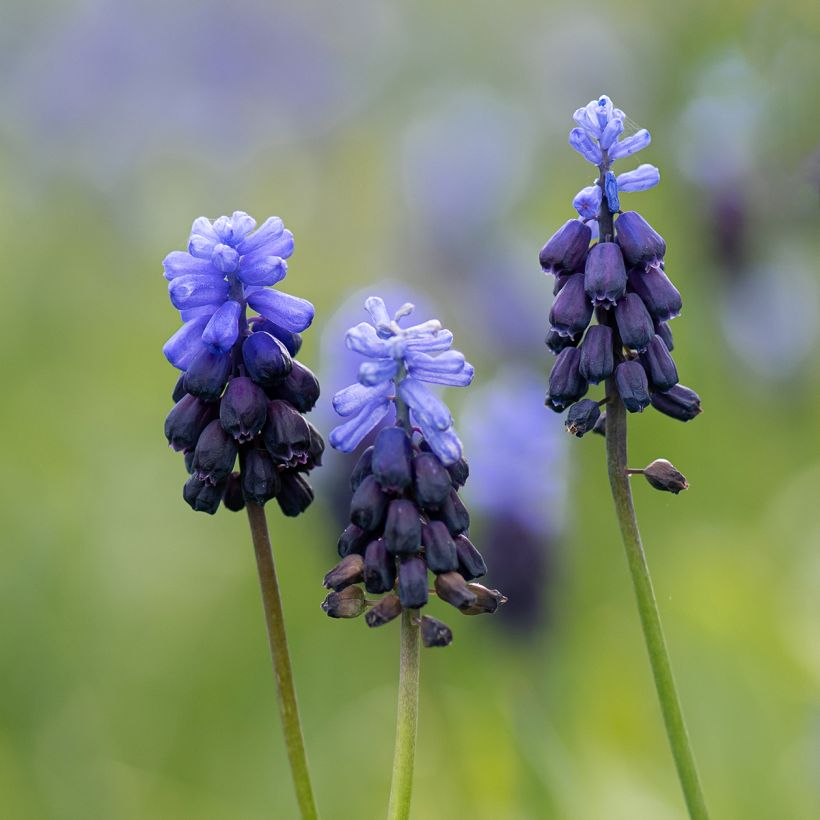 Muscari latifolium (Flowering)
