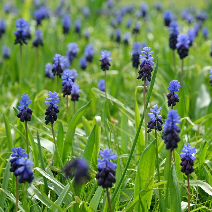 Muscari latifolium (Plant habit)
