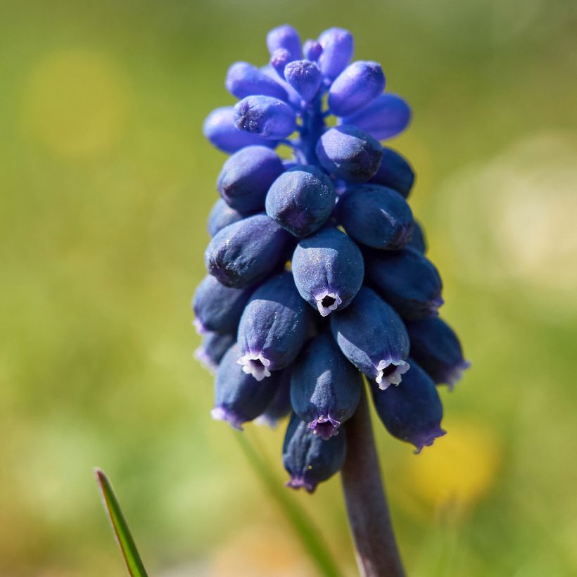 Muscari neglectum (Flowering)