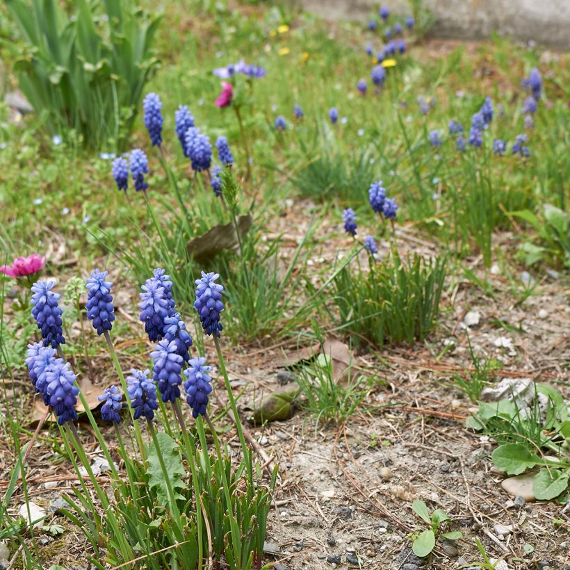 Muscari neglectum (Plant habit)